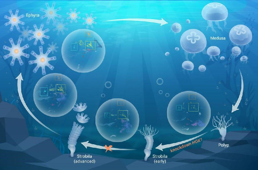烟台海岸带研究所在海洋灾害水母无性生殖分子调控机制研究取得新进展